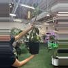 plant/Philodendron melano 1gl -0-thumbnail