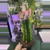 plant/Euphoria alberduki pink 6”-0-thumbnail