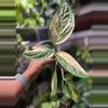 plant/Monstera Peru Variegated long and trailing-0-thumbnail