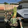 plant/Big Myrtillocalycium on graft-1-thumbnail
