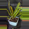 plant/Croton sunny star-1-thumbnail