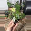plant/alocasia polly ghost-0-thumbnail