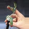 plant/Hoya lacunosa Thailand unrooted exact cut-2-thumbnail