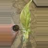 plant/Variegated Angustatum Syngonium-0-thumbnail