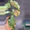 plant/Red Yami syngonium-2-thumbnail
