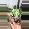 plant/alocasia ninja tricolor-1-thumbnail