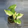 plant/White princess syngonium-0-thumbnail