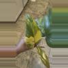 plant/Strawberry Shake Philodendron-0-thumbnail