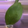 plant/Hoya mindorensis exact rooted cutting-1-thumbnail
