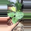 plant/anthurium wonderboy x michelle-1-thumbnail