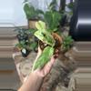plant/monstera adansonii mint-0-thumbnail