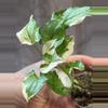plant/White princess syngonium-2-thumbnail