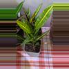 plant/Croton sunny star-2-thumbnail
