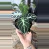 plant/alocasia ninja-1-thumbnail