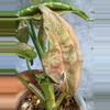 plant/RARE bubblegum dwarf syngonium lightly rooted collectors syngo-4-thumbnail