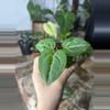 plant/anthurium wonderboy x michelle-0-thumbnail