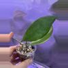 plant/Hoya mindorensis exact rooted cutting-2-thumbnail