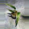 plant/Variegated amydrium zipelianum lightly rooted-0-thumbnail