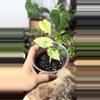 plant/alocasia blizzard-1-thumbnail