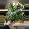 plant/Philo Birkin 4”-0-thumbnail
