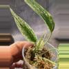 plant/Variegated amydrium zipelianum lightly rooted-1-thumbnail