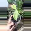 plant/alocasia blizzard-1-thumbnail
