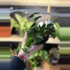 plant/4” Shangri La Epi-0-thumbnail