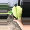 plant/monstera mint-1-thumbnail