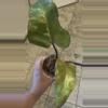 plant/Strawberry Shake Philodendron-0-thumbnail