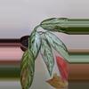 plant/Aglaonema Silver Queen-0-thumbnail