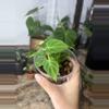 plant/philodendron verrucosum mini-0-thumbnail