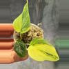 plant/Aurea micans philodendron lightly rooted-0-thumbnail