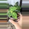 plant/philodendron verrucosum mini-1-thumbnail