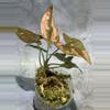 plant/DEAL Thai pink splash syngonium-0-thumbnail