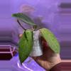 plant/Hoya UT-039 Flores Island-1-thumbnail