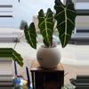 plant/Alocasia Green Velvet Corms/3 pack-0-thumbnail
