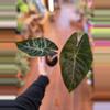 plant/Alocasia Pink Princess-0-thumbnail