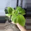 plant/philodendron variegated burle marx-0-thumbnail