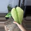 plant/monstera mint-0-thumbnail