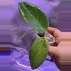 plant/Hoya UT-039 Flores Island-0-thumbnail
