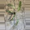 plant/Epi Geganteum Marble-1-thumbnail