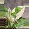 plant/White princess syngonium-1-thumbnail