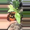 plant/monstera adansonii mint-1-thumbnail