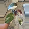 plant/Red Anderson Philodendron-0-thumbnail