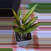 plant/Croton sunny star-0-thumbnail