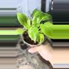 plant/philodendron variegated burle marx-1-thumbnail