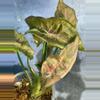 plant/RARE bubblegum dwarf syngonium lightly rooted collectors syngo-1-thumbnail