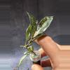 plant/Hoya lacunosa Thailand unrooted exact cut-1-thumbnail