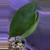 plant/Hoya mindorensis exact rooted cutting-0-thumbnail