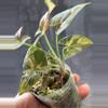 plant/DEAL Thai pink splash syngonium-1-thumbnail